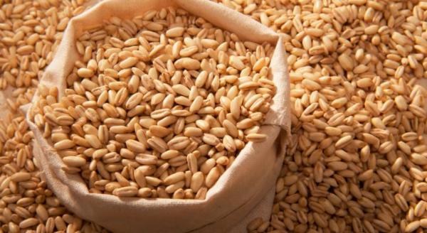 تثبيت سعر طن الشعير لمربي الحيوانات عند 240 ديناراً والأغنام 175 دينارًا
