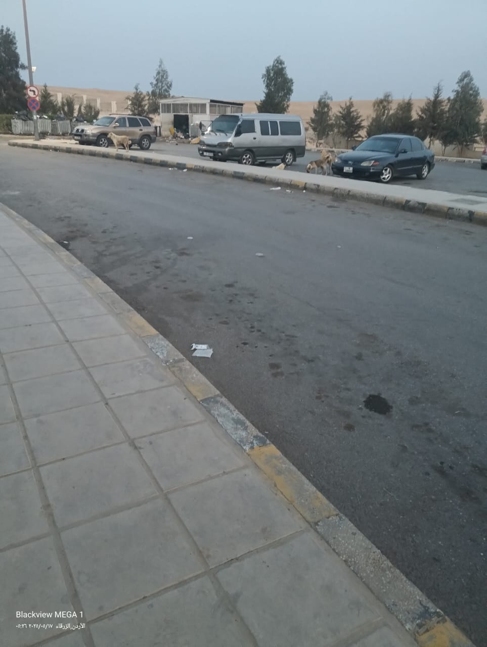 الكلاب الضاله امام مستشفى الزرقاء الحكومي