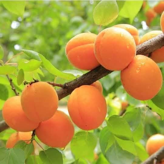فاكهة المشمش في التراث الزراعي المشرقي