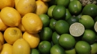 دينار ونصف سعر كيلو الليمون بالسوق المركزي اليوم