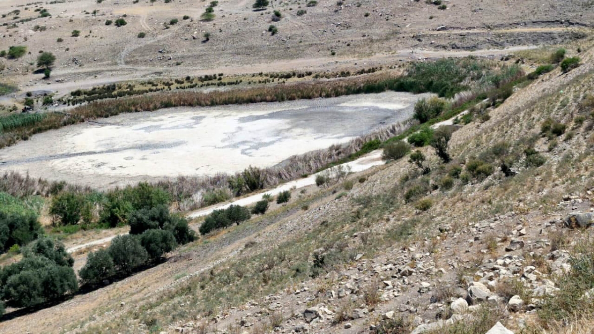 خبير يدعو لإنقاذ الحيوانات البرية ونقلها من بركة العرايس إلى السدود