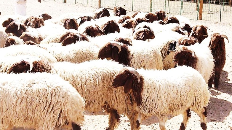 وقف إصدار رخص استيراد الأغنام الحية من سوريا