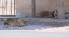 تسجيل 5605 حالات عقر منذ بداية العام الحالي غالبيتها من الكلاب