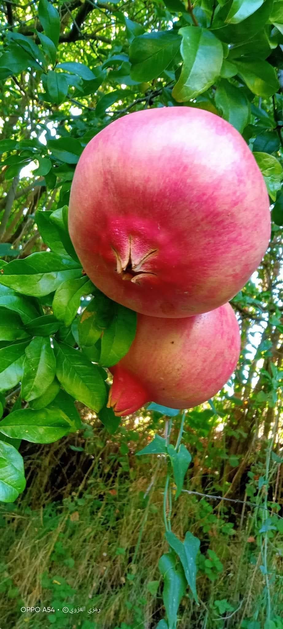 بدء موسم قطَاف الرّمان في لواء الكورة – شمال الاردن .....