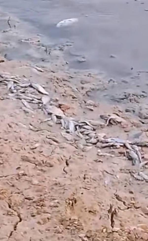 البيئة عن نفوق أسماك في سد الموجب: سيتم أخذ عينات لفحصها