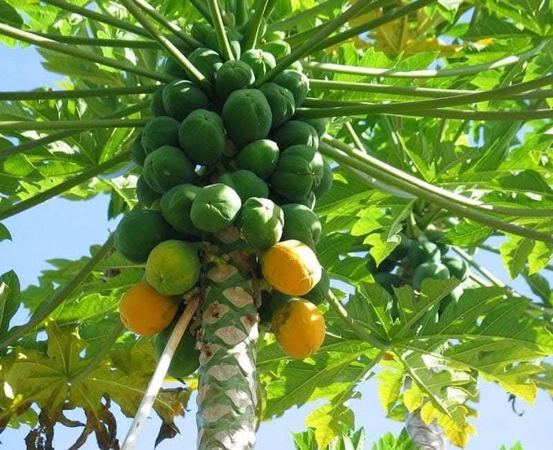 الزراعات الاستوائية.. تجربة واعدة تُنوّع الإنتاج الزراعي في الأغوار الشمالية