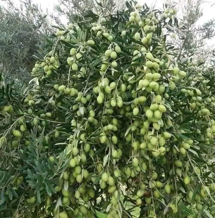 بدء موسم قطاف شجرة الزيتون المباركة في لواء الكورة الاردن. (( الكورة والزيتون توأمان ))