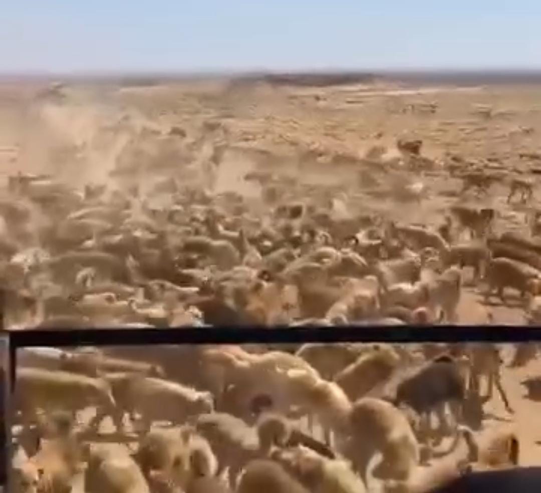 أهالي الصفاوي في البادية الشمالية يناشدون الجهات المعنية التدخل الفوري لحل مشكلة الكلاب الضالة ( فيديو )