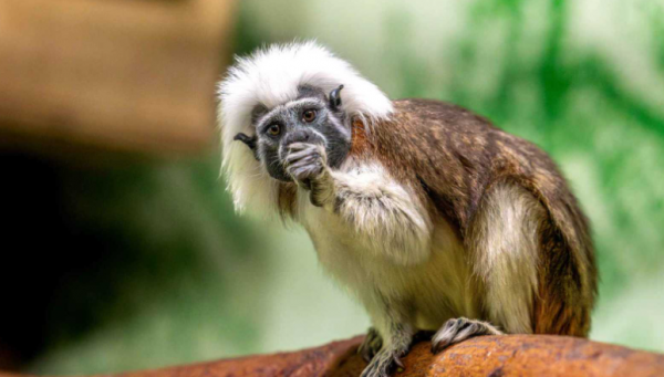 حديقة حيوان تحتفل بولادة نادرة لقرد تامارين قطني