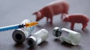 كوريا الجنوبية ترفع حالة التأهب إثر سادس إصابة بحمى الخنازير