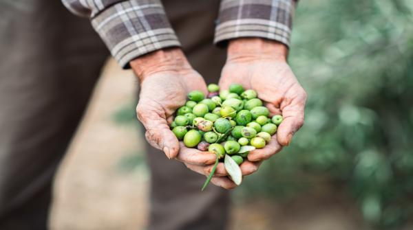 الإحصاءات: 42.3 نسبة إنتاج زيت الزيتون من المعدل الموسمي