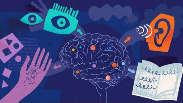 هل حواسنا فعلا 5؟ .. العلم يتحدث الآن عن 33 في شبكات معقدة