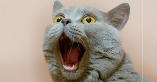 دراسة تفاجئ العالم: القطط مختلة عقلياً بالفطرة