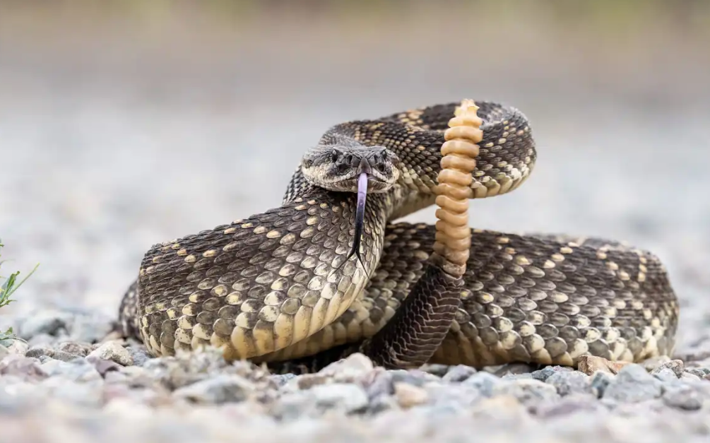 من المكسيك إلى أستراليا .. اكتشف موطن أكبر أنواع الثعابين في العالم