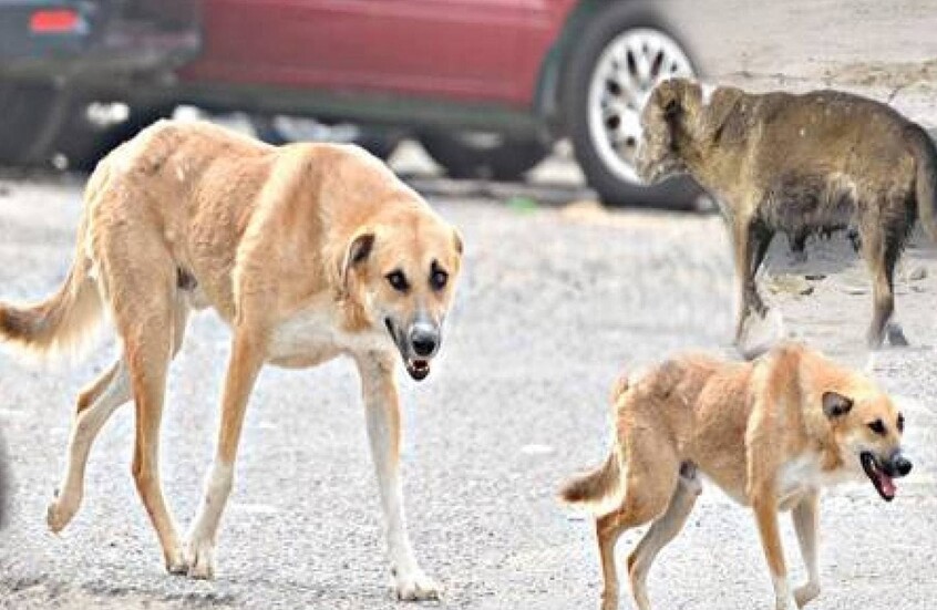 القاهرة.. كلاب ضالة تدفع طالبا تحت عجلات حافلة بالمعادي