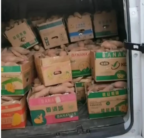 مزارع يتبرع بـ 50 طناً من البطاطا لعلاج مريضة سرطان