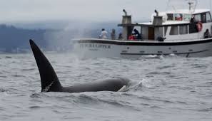 نجاة زوجين بأعجوبة بعد 66 يوماً في المحيط إثر غرق يختهما بسبب الحيتان