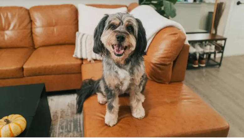 صدق أو لا .. أحياناً يُساء فهم مشاعر الكلاب