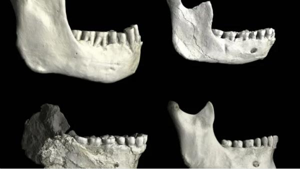 عظام وأسنان متحجرة بـ كهف أشباه البشر بالمغرب تكشف أسرار أسلافنا
