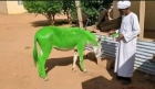 تصرف غريب من مواطن سىوداني بطلاء حماره باللون الاخضر