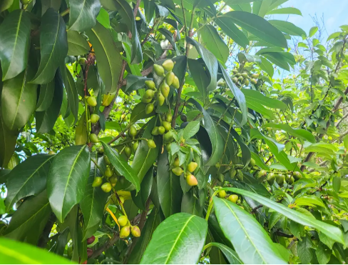 ذهب في قلب الصحراء .. نبات تزرعه مصر سيدر عليها المليارات