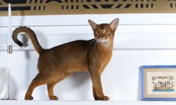 الحبشي الروسي يتصدر قائمة أجمل القطط في العالم عام 2025