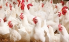 ارتفاع غير مبرر في أسعار الدواجن قبل رمضان يثير قلق المواطنين