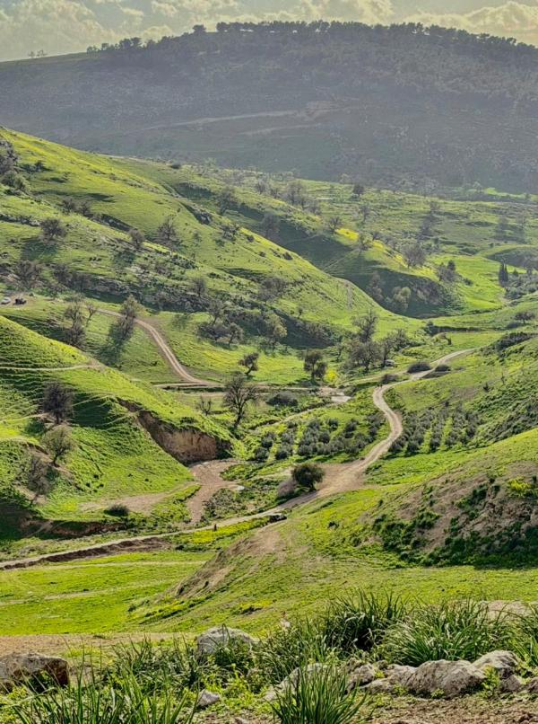 ربيع الأردن 2026 يخطف القلوب .. ومؤثرون قطريون: كأنها قطعة من الجنة