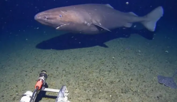 مشهد فاجأ الخبراء .. قرش يتبختر في مياه شبه مجمدة بأنتاركتيكا