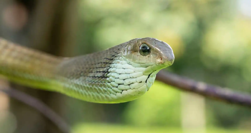 الثعبان الذي يحول جسدك إلى مصفاة تنزف من كل فتحة