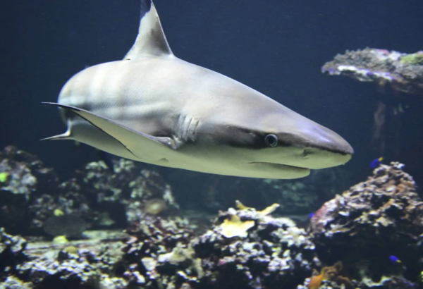 علماء يبحثون عن الصداقة في عالم القروش