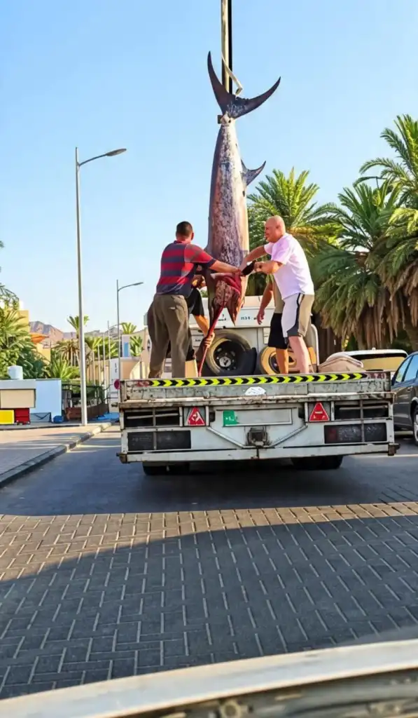 إنجاز بحري لافت في العقبة: صيادون يصطادون سمكة "فرس غزير" تزن 200 كيلوغرام