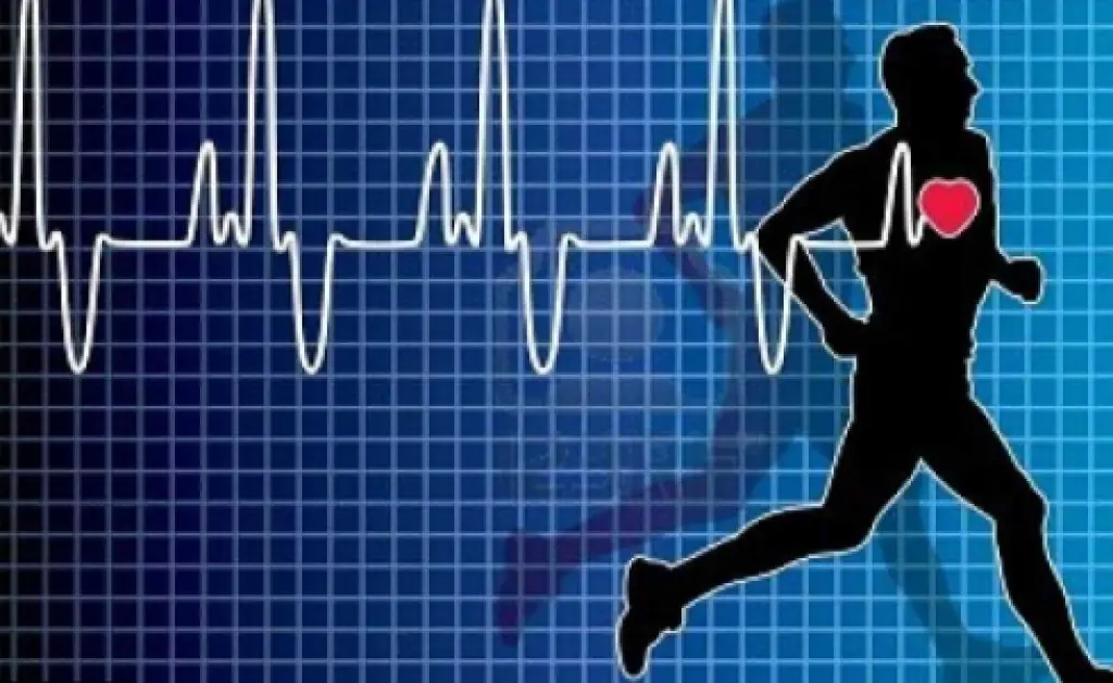 القلب والرياضة: ما هو المعدل الأمثل لضربات القلب؟