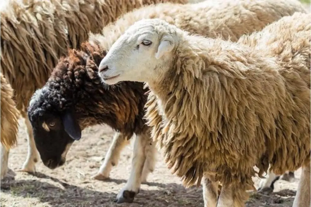 زراعة الازرق تدعو مربي الماشية لتجديد دفاتر الحيازة