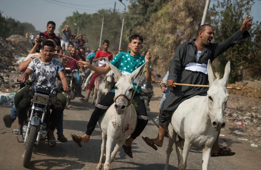 مصر.. مسؤول يحث على الجلوس مع الحمير لتحسين المزاج ويحذر