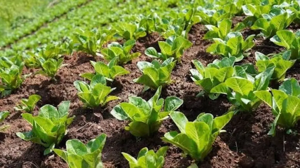 الرزنامة الزراعية في عجلون .. موروث شعبي يحفظ ذاكرة الأرض والمواسم