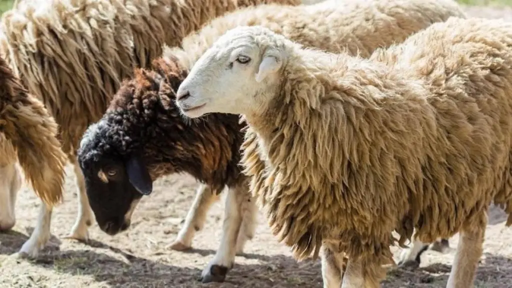 زراعة الكورة تدعو مربي الثروة الحيوانية لتجديد دفاتر حيازة الأغنام