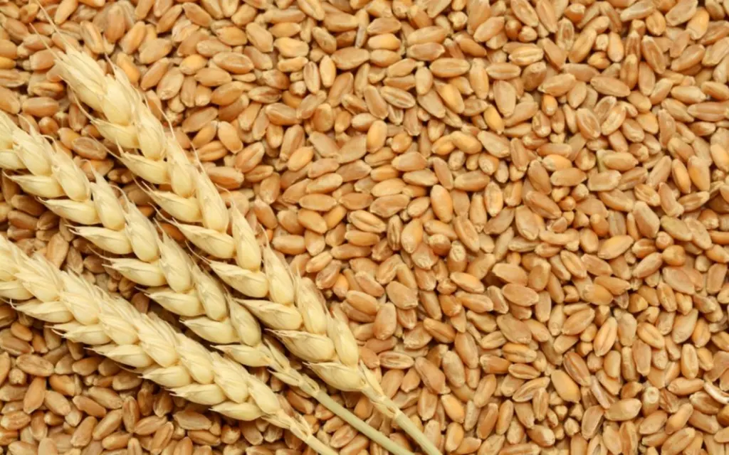 إعادة طرح عطاء لشراء كميات من القمح