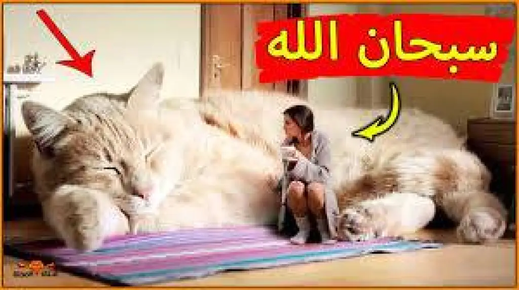 شاهد ...اغرب انواع القطط في العالم على الاطلاق الذي لن تراها الا نادراً