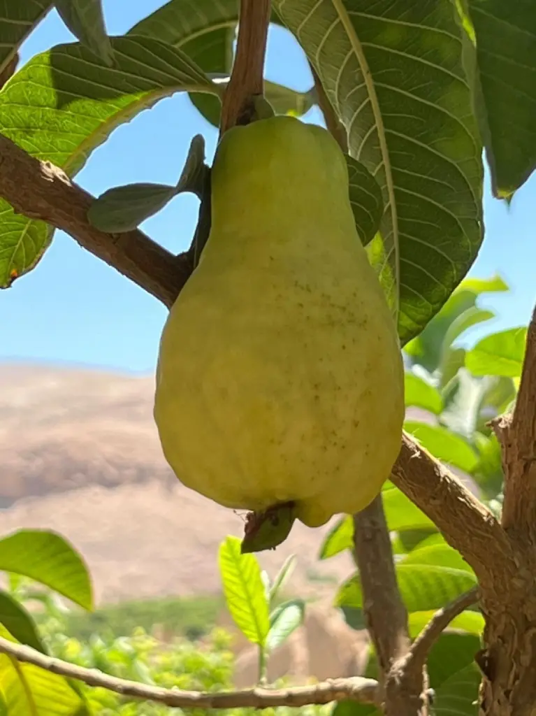 رائحة الجوافة تملأ أودية الطفيلة .. محصول يبحث عن هوية تسويقية