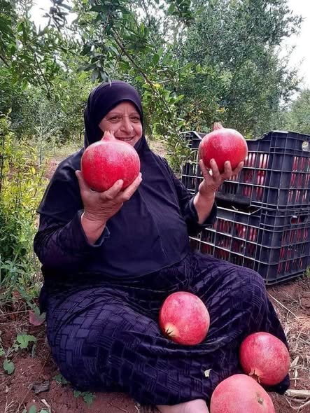 في وادي الريان ... من الشجرة إليك . تعال اقطف رمانتك بيدك