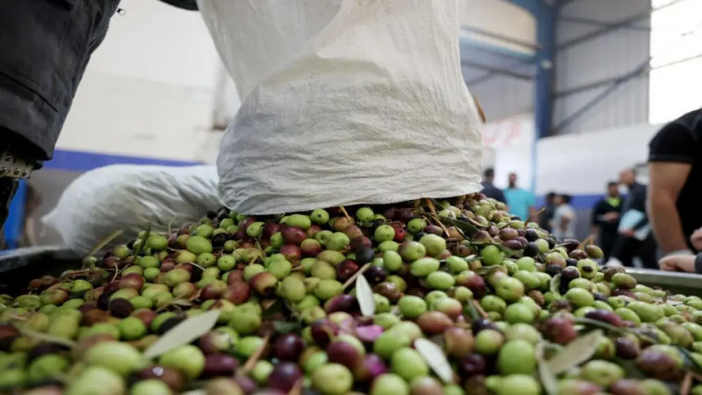 جرش .. توقع إنتاج 11.4 ألف طن زيت زيتون و3 آلاف طن للكبيس