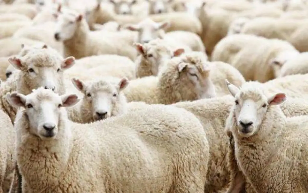 الزراعة ترفض شحنة أغنام لكثرة الاناث فيها