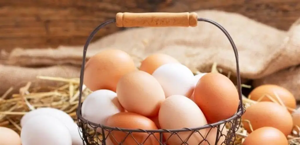 لماذا يُعتبر البيض غذاءً كاملاً؟