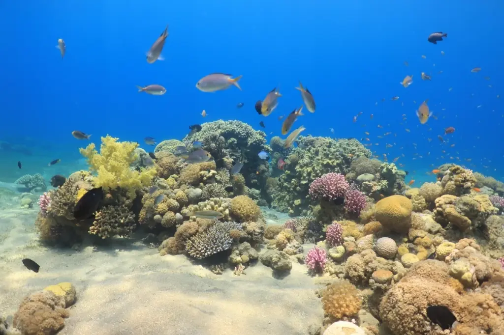 Aqaba Marine Reserve's UNESCO inscription boosts Jordan's tourism, conservation, research prospects — experts