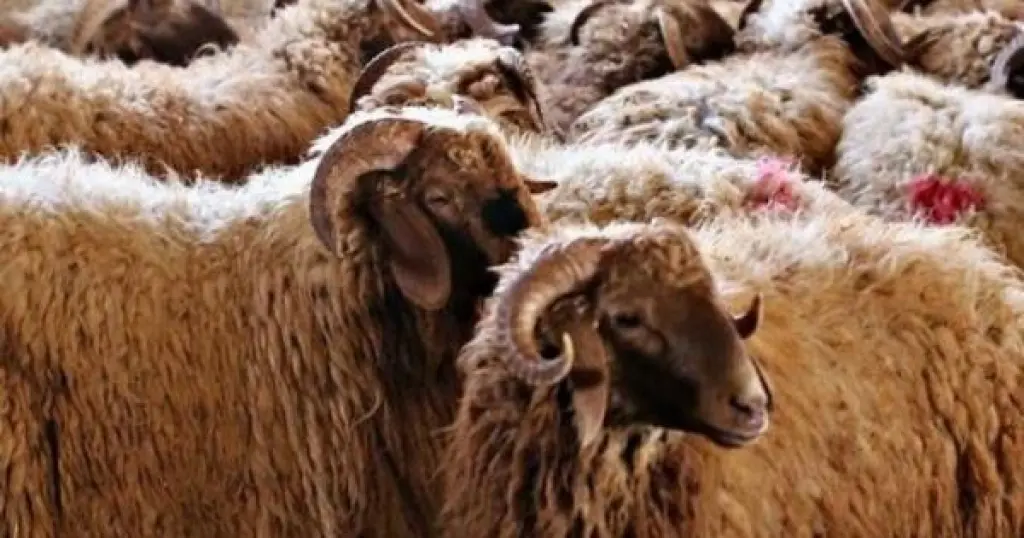 المؤسسة العسكرية: أضاح بأفضل الأسعار