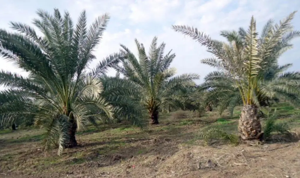 النخيل في غور الأردن .. إرث زراعي يعزز حضور التمور الأردنية