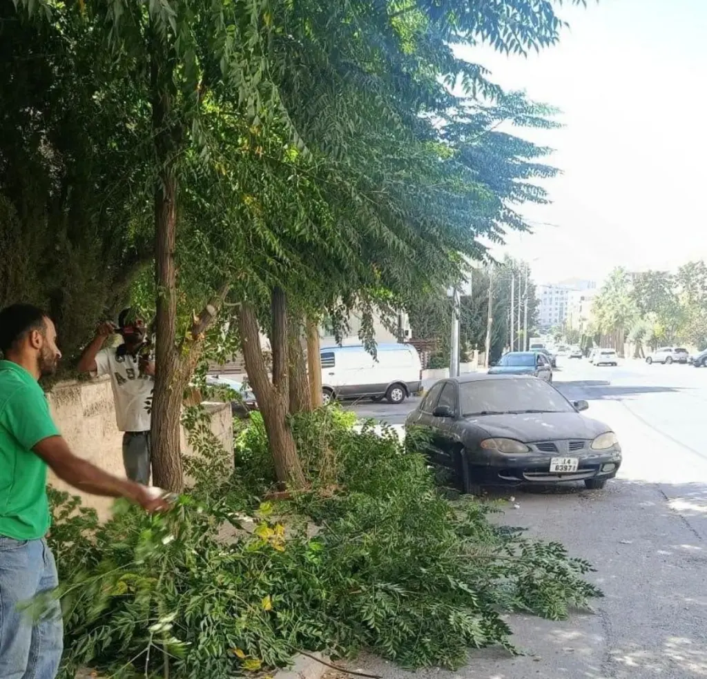 لجنة نيابية تدعو إلى وقف إزالة الأشجار من الشوارع والأرصفة
