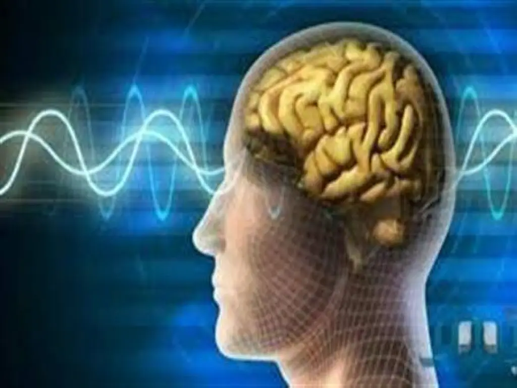 عناصر غذائية لإبطاء شيخوخة الدماغ