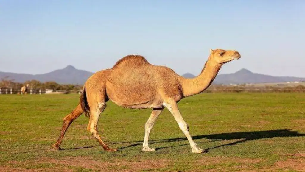 رجل يشرب من بول الابل و يغسل وجهه